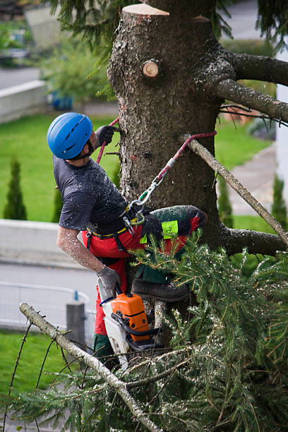 Best Leaf Removal  in USA